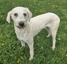 VALKA, Hund, Komondor-Mix in Ungarn