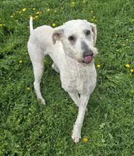 VADA, Hund, Komondor-Mix in Ungarn