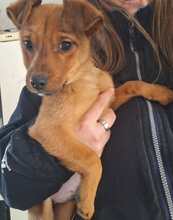 CINDY, Hund, Mischlingshund in Ungarn