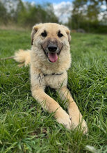 MAJA, Hund, Mischlingshund in Rumänien