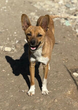 VEGA, Hund, Mischlingshund in Rumänien