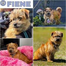 FIENE, Hund, Mischlingshund in Oranienburg