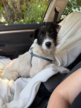 MALINA, Hund, Mischlingshund in Bulgarien