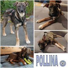 POLLINA, Hund, Mischlingshund in Ottensoos