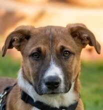 DILETTA, Hund, Mischlingshund in Dülmen