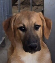 DALI, Hund, Mischlingshund in Italien