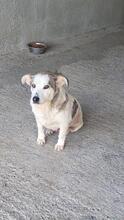 MAJA, Hund, Mischlingshund in Rumänien