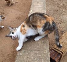 VIRGINIA, Katze, Europäisch Kurzhaar in Spanien