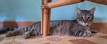 AUSIAS, Katze, Europäisch Kurzhaar in Gröbenzell