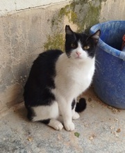 IBI, Katze, Europäisch Kurzhaar in Spanien