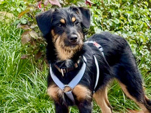 THORA, Hund, Mischlingshund in Neustadt