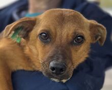 SUKI, Hund, Mischlingshund in Rumänien