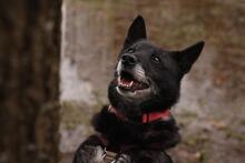 KNOPA, Hund, Mischlingshund in Russische Föderation