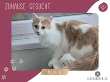 MERLIN, Katze, Langhaar-Mix in Bulgarien