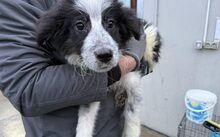 MALIKA, Hund, Hütehund-Mix in Neckargemünd