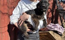 WANDA, Hund, Hütehund-Mix in Hirzenhain