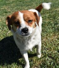 HANNAH, Hund, Mischlingshund in Ungarn