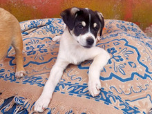 SAILA-SARINA, Hund, Mischlingshund in Garching