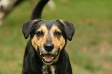 OSKAR, Hund, Mischlingshund in Haunetal