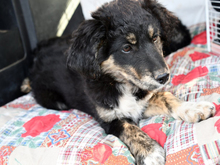 SUGHERI, Hund, Mischlingshund in Nürnberg