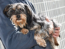 TRIZZI, Hund, Yorkshire Terrier-Mix in Marienberg