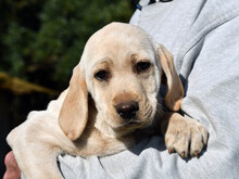 BOB, Hund, Mischlingshund in Döbeln