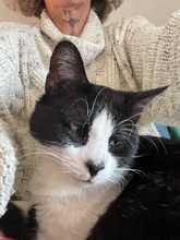 PAUL, Katze, Europäisch Kurzhaar in Miesbach