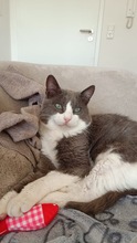 GRAY, Katze, Europäisch Kurzhaar in Miesbach