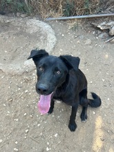 DANIEL, Hund, Mischlingshund in Griechenland