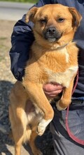PETERLE, Hund, Mischlingshund in Rumänien