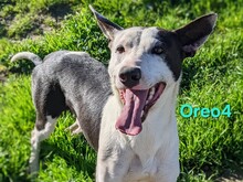 OREO4, Hund, Podenco in Spanien