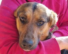 FANTA, Hund, Mischlingshund in Rumänien