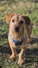 WENDEL, Hund, Mischlingshund in Ungarn