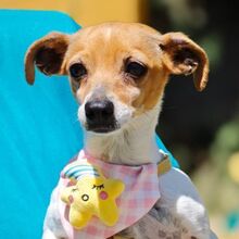 SIRA, Hund, Chihuahua-Jack Russell Terrier-Mix in Eckental
