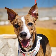 TANIA, Hund, Bodeguero Andaluz - Mischling in Spanien
