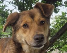 CODY, Hund, Mischlingshund in Rumänien