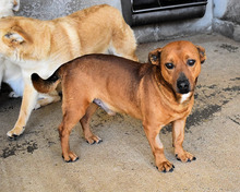 QUIRYN, Hund, Mischlingshund in Italien