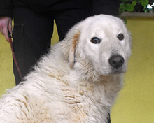 TALMAR, Hund, Maremmano Mischling in Italien