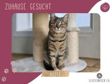 ADELE, Katze, Europäisch Kurzhaar in Bulgarien
