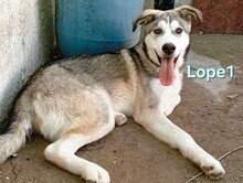 LOPE1, Hund, Siberian Husky-Mix in Spanien