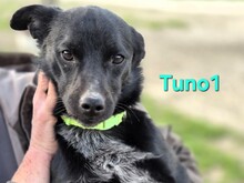 TUNO1, Hund, Mischlingshund in Spanien