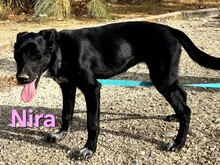 NIRA, Hund, Mischlingshund in Spanien