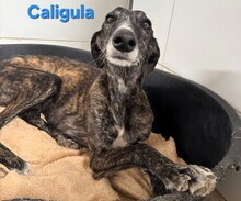CALIGULA, Hund, Galgo Español in Spanien