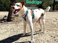 RODRIGO, Hund, Mischlingshund in Spanien