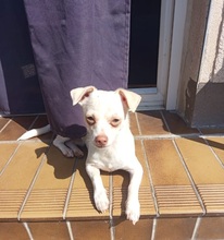 BRUTUS, Hund, Chihuahua Mischling in Overath