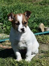 HANNI, Hund, Mischlingshund in Ungarn