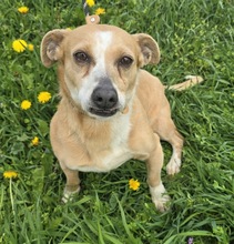 PETUNIA, Hund, Mischlingshund in Ungarn