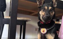TAMINA, Hund, Mischlingshund in Köln