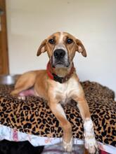 ROXY, Hund, Mischlingshund in Slowakische Republik