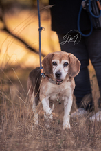 BRUNO, Hund, Beagle-Mix in Mömbris